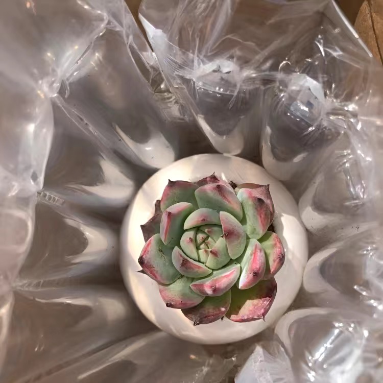 多肉包裝材料