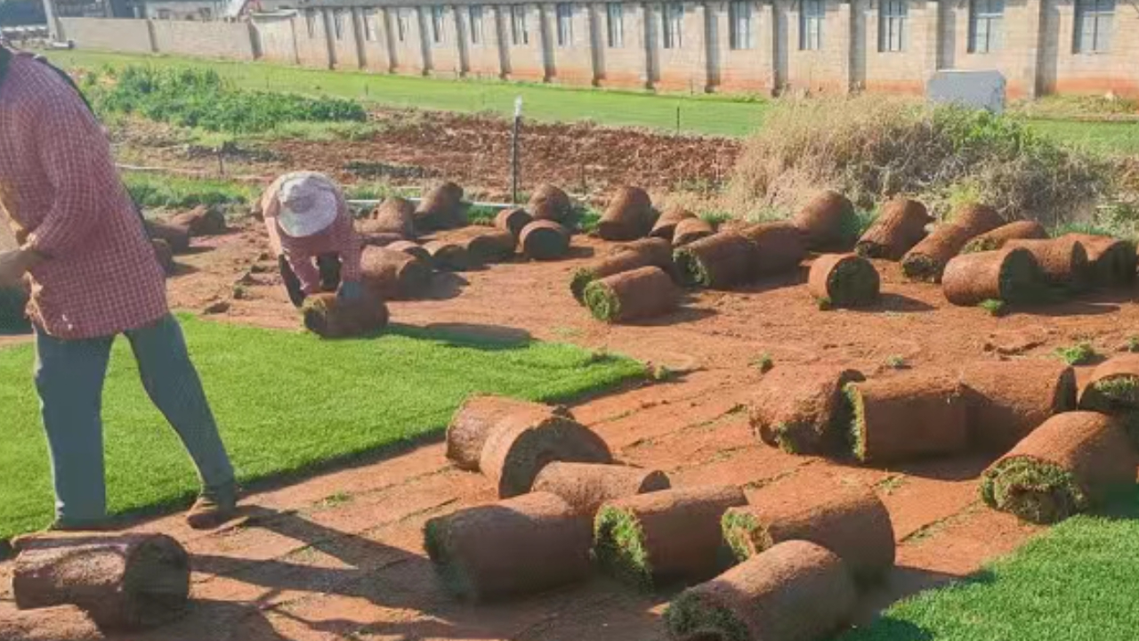 草坪整車運輸 草坪整車運輸