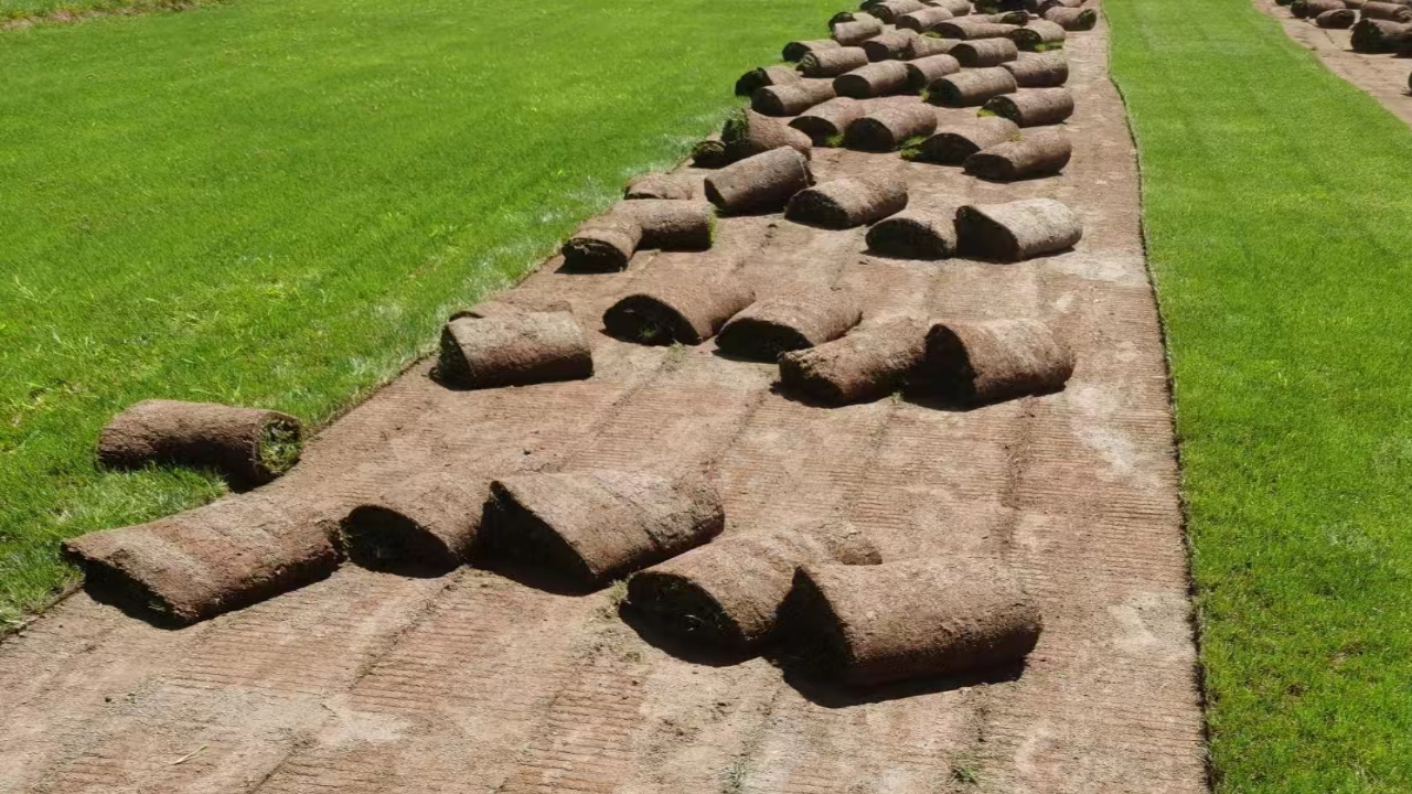 安寧草坪運輸 安寧草坪運輸