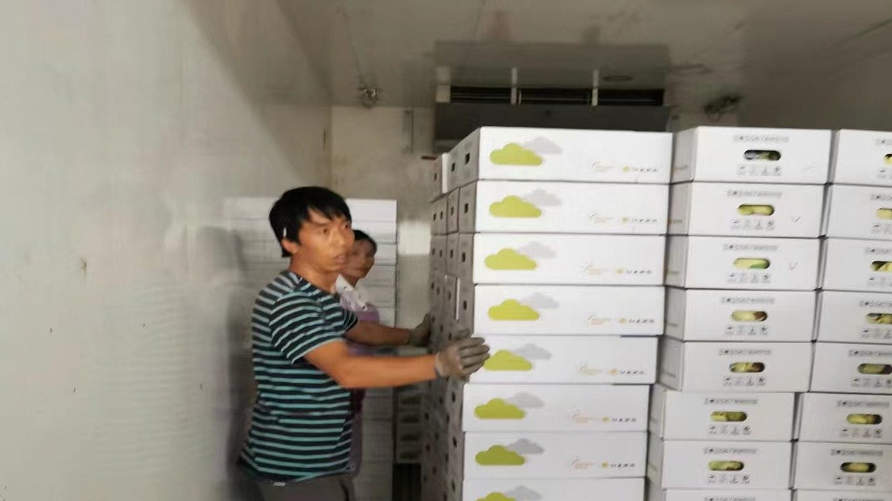 水果冷鏈運輸 水果冷鏈運輸