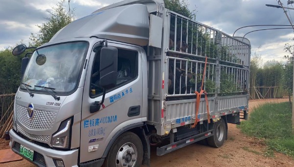 竹子運輸 竹子運輸