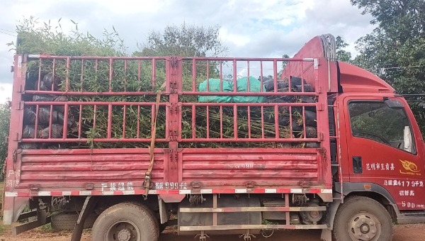 竹子整車運輸 竹子整車運輸