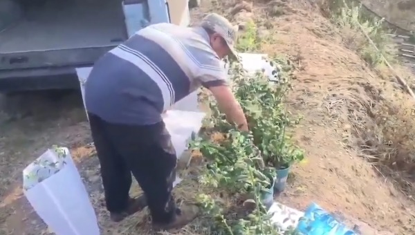 藍(lán)莓苗整車運(yùn)輸?shù)酱罄矶? alt=